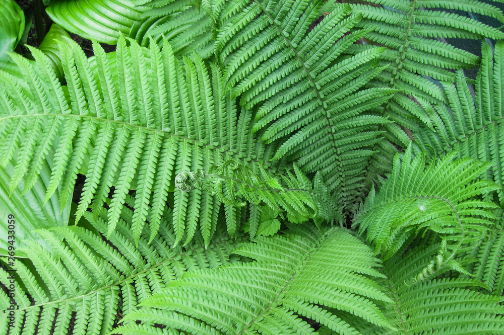 Green leaves of fern plant as nature background. Wild or garden tropical grass or forest landscape Green leaves of fern plant as nature background. Wild or garden tropical grass or forest landscape