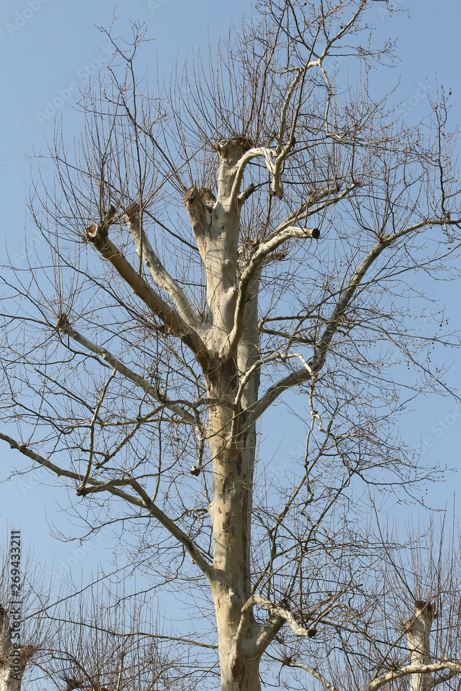 Baumstämme von Platanen in Frühling Baumstämme von Platanen in Frühling