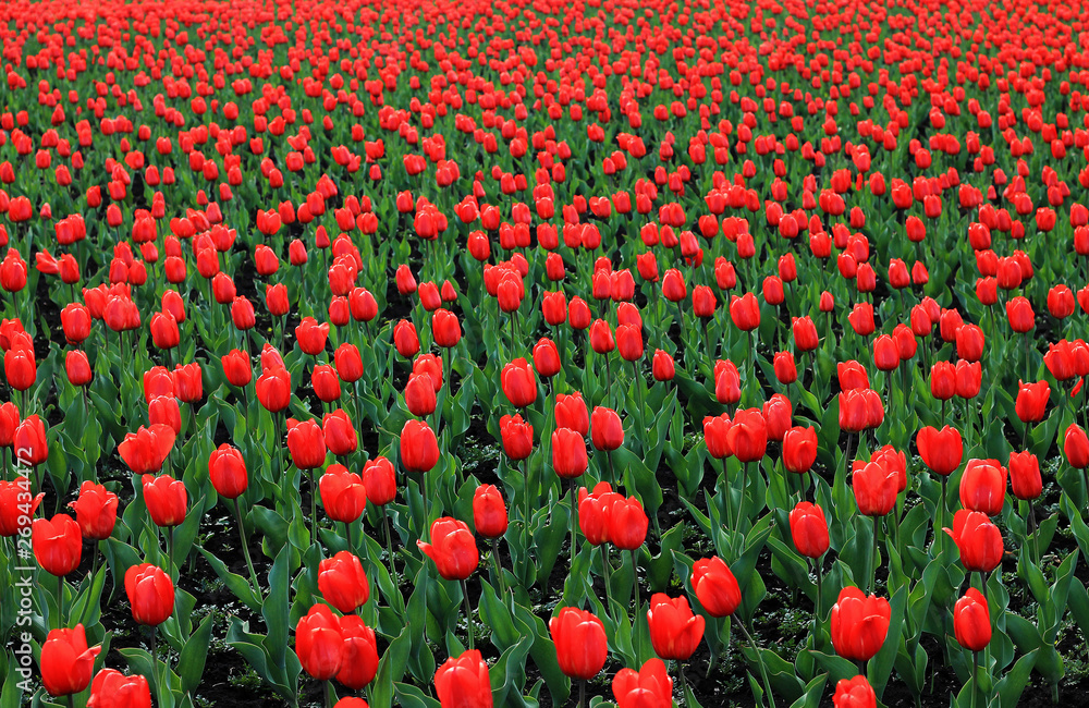 Obraz premium Red tulip field large, red flowers with green leaves. Background of flowers.