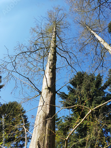 Urweltmammutbaum, metasequoia, glyptostroboides photo