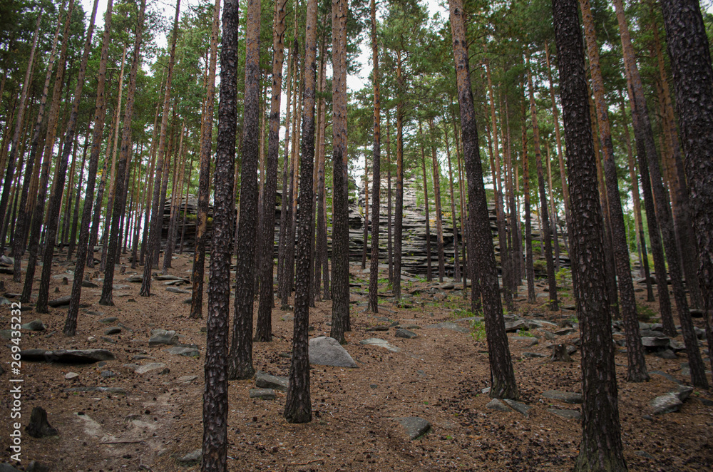 the pine wood and the stones the pine wood and the stones