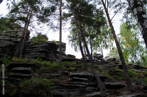 stone wall in the forest