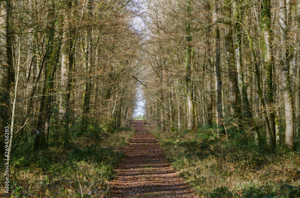 path in the forest path in the forest