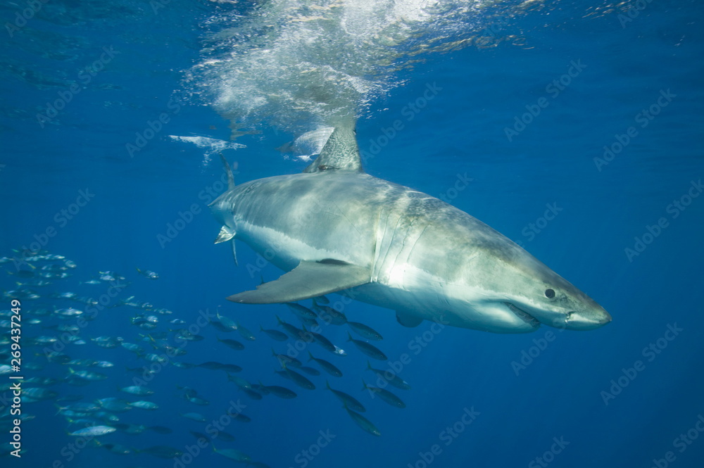 Naklejka premium Great white shark underwater