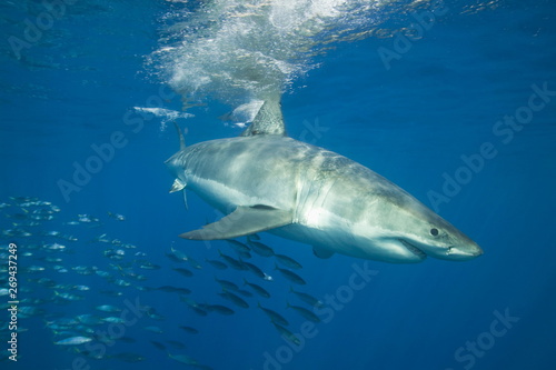 Great white shark underwater © willtu