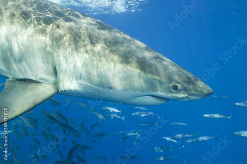 Great white shark underwater