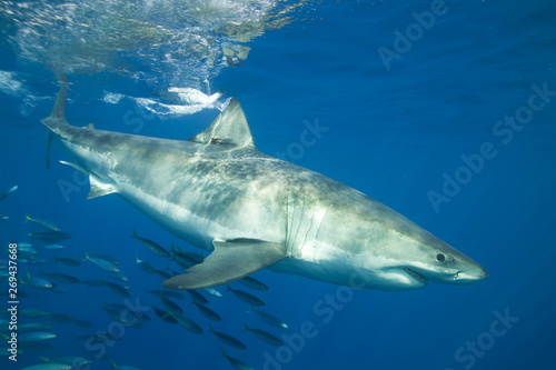 Great White Shark underwater © willtu