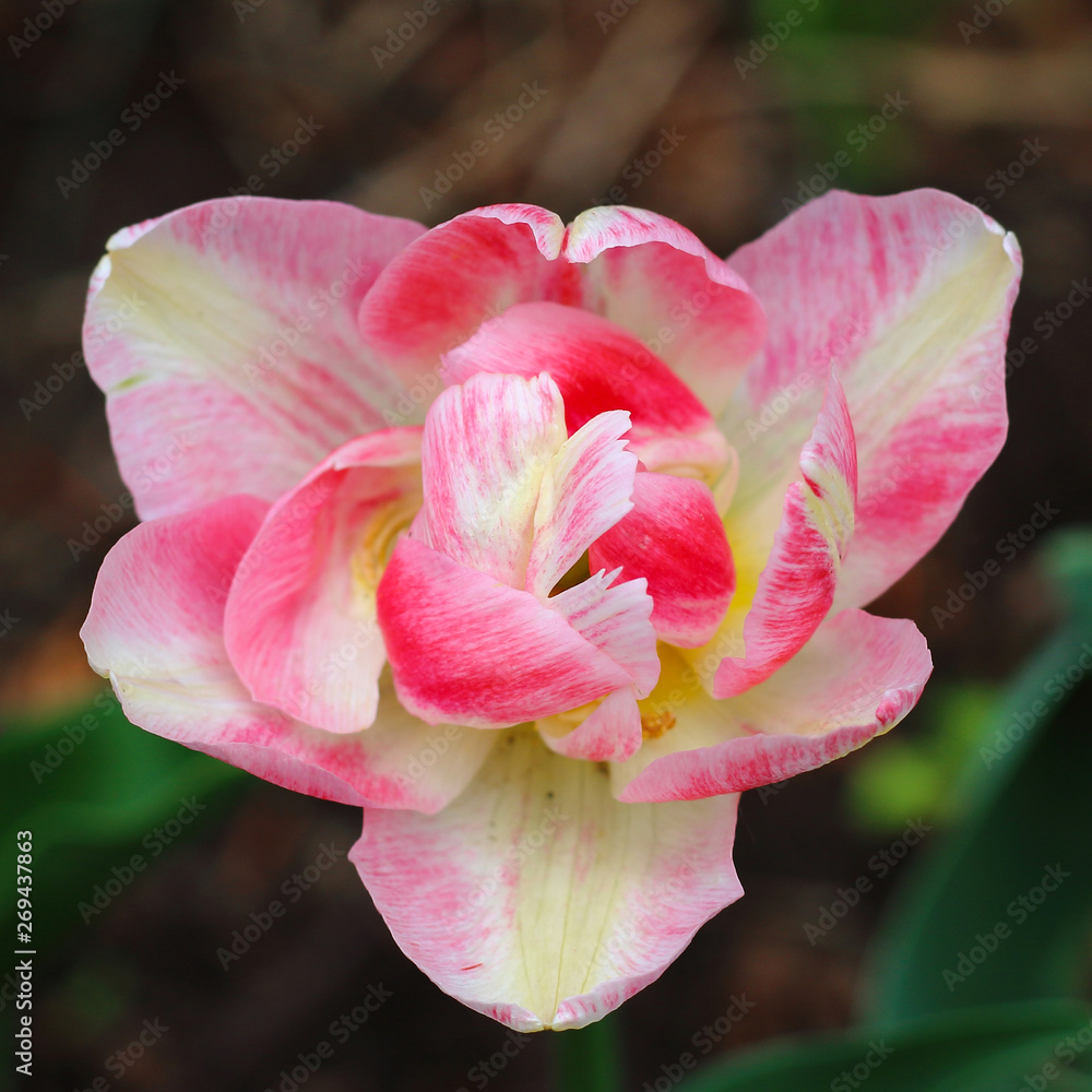 Fototapeta premium Top down view of a pink and white fluffy tulip growing in a flower garden. Beautiful tulip flower heads on blurred background. Selective focus