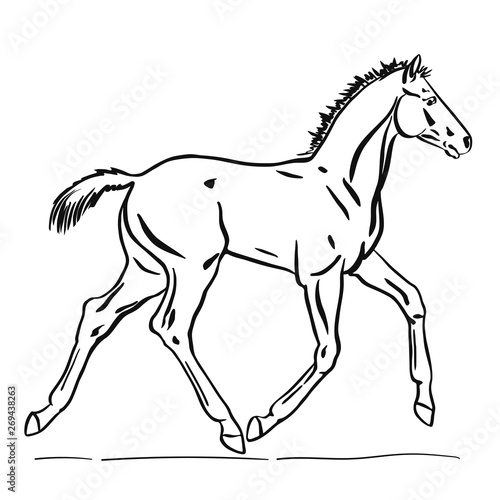 A sketch of a little foal running trot
