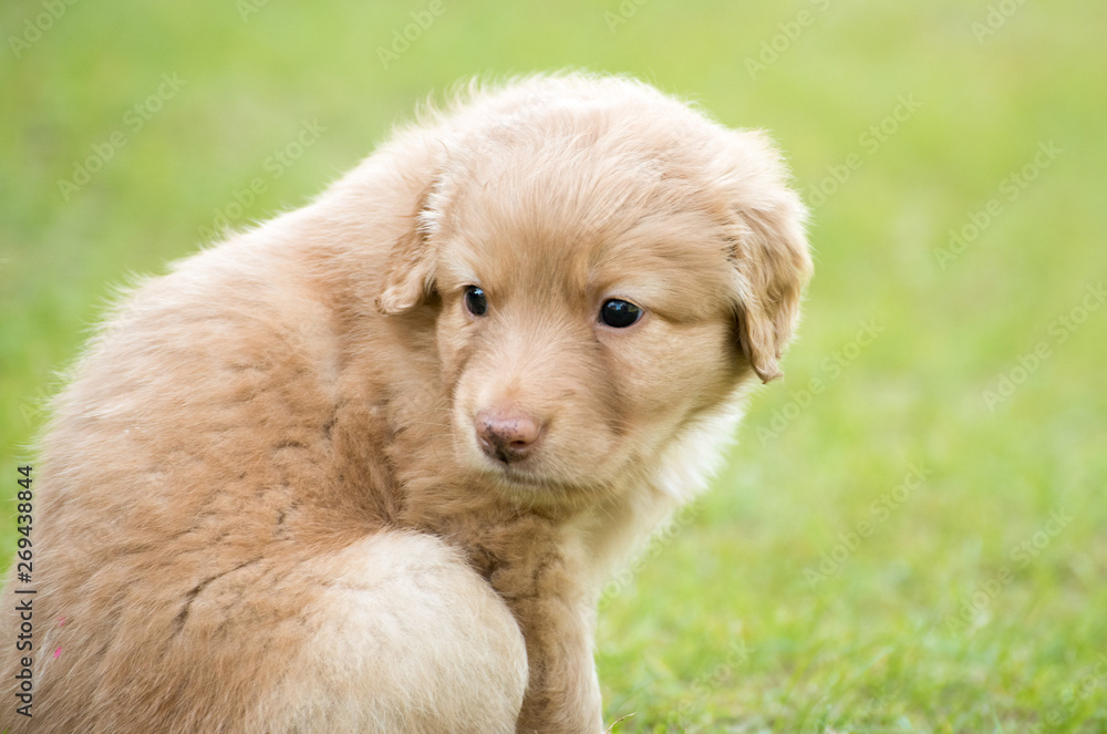cute puppy dog lover hundewelpen hoverwart blond tierbabys haustier hund vierbeiner welpe wachhund familienhund kind pfoten tapsig outdoor tierportrait cute puppy dog lover hundewelpen hoverwart blond tierbabys haustier hund vierbeiner welpe wachhund familienhund kind pfoten tapsig outdoor tierportrait