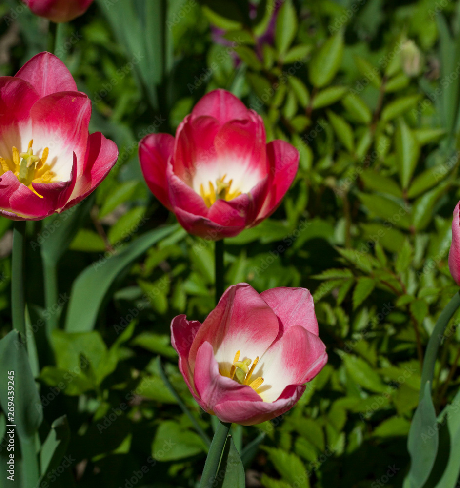 glade with large bright multicolored tulips lit by the sun. glade with large bright multicolored tulips lit by the sun.