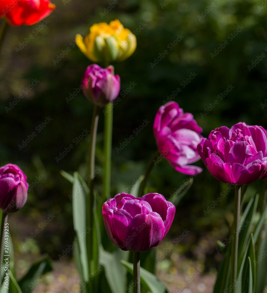 meadow with bright multicolored tulips lit by the spring sunshine meadow with bright multicolored tulips lit by the spring sunshine