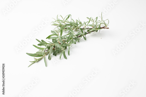 Twig with green leaves of sea buckthorn on a white background.