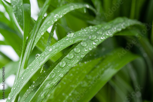 Background image with green wet grass. Copy space text