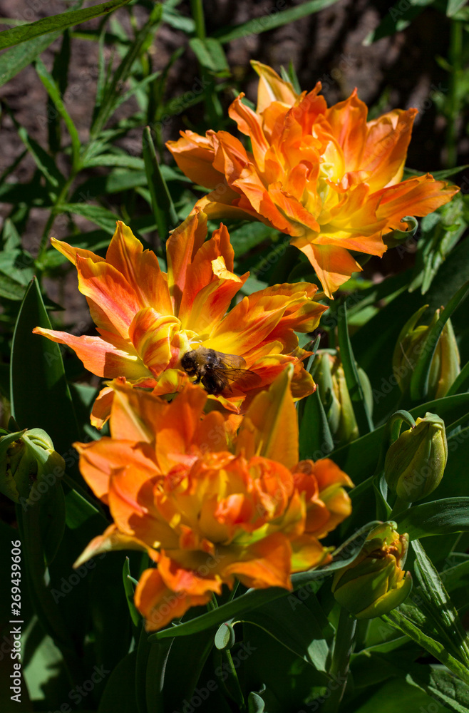 beautiful meadow covered with lots of tulips on a blurred background of flowers.