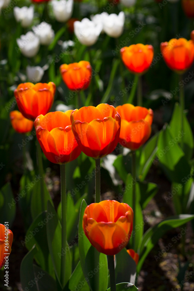 large red-yellow tulips lit by the sun