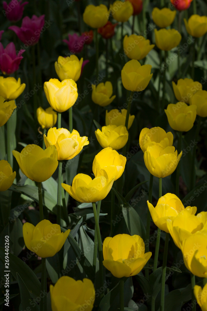 large bright yellow tulips lit by the sun on the background of other flowers. large bright yellow tulips lit by the sun on the background of other flowers.