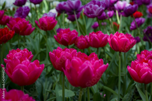 a large glade dotted with multicolored tulips lit by the bright sun.