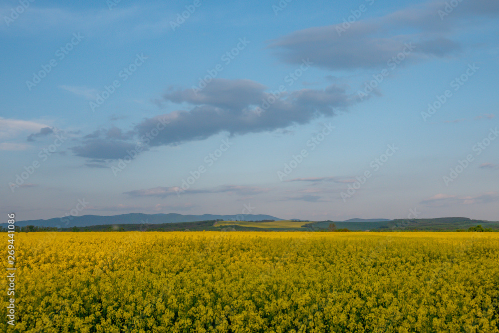 Yellow rapeseed field in bloom at spring