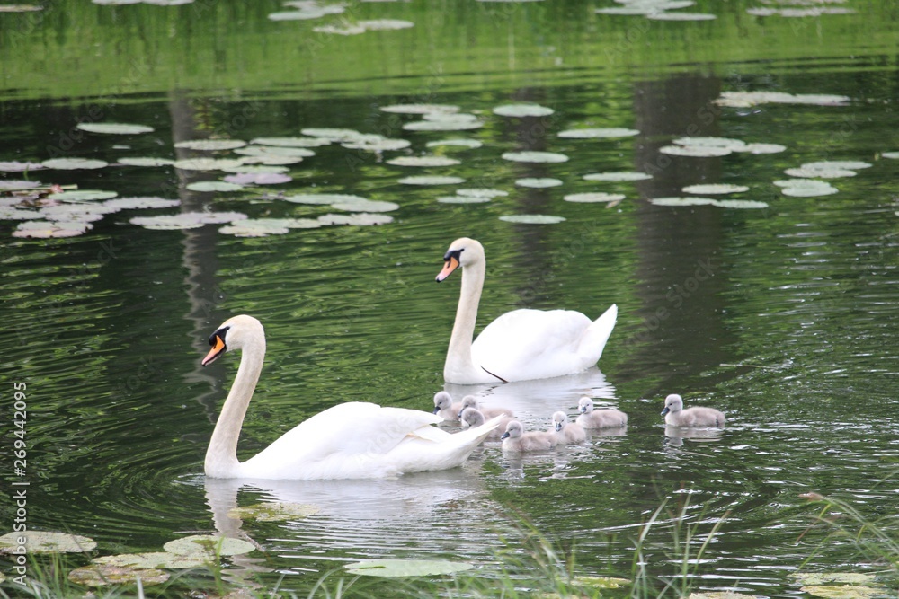 white swans on the lake