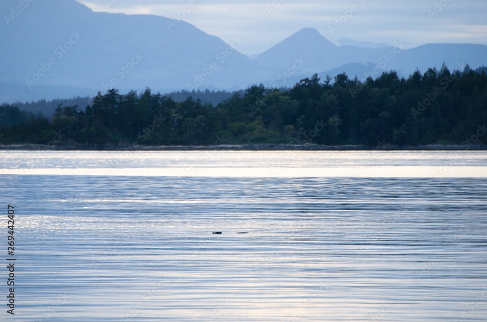 Seal swimming in calm ocean water with forest and mountains in the background