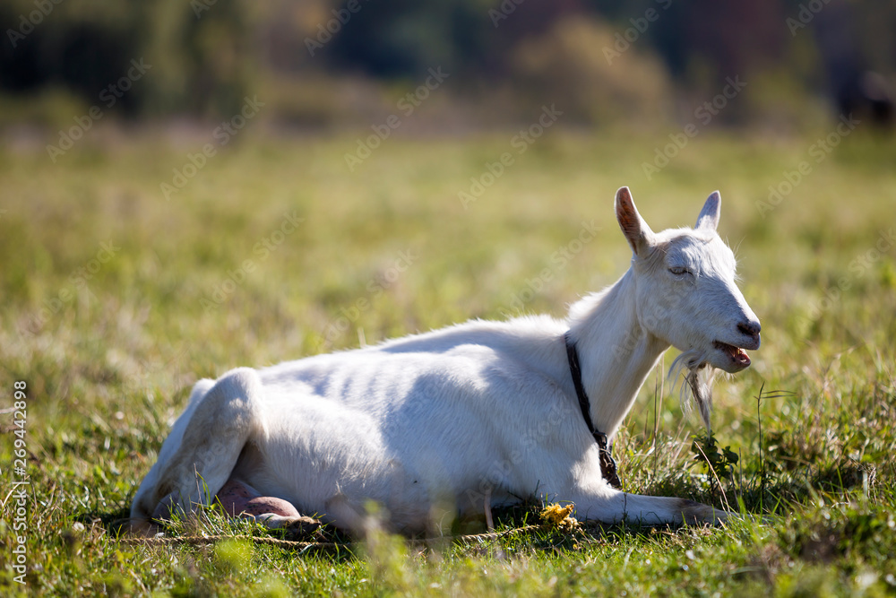 Portrait of white goat with beard on blurred bokeh background. Farming of useful animals concept. Portrait of white goat with beard on blurred bokeh background. Farming of useful animals concept.