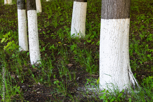 Fotografija Tree trunks treated with an insect lime