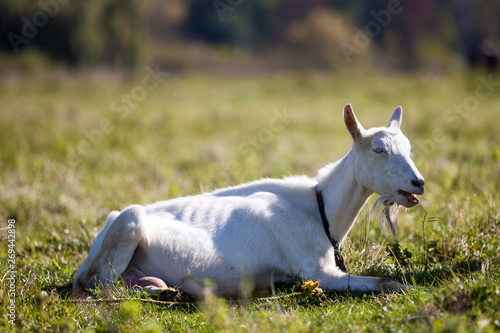Portrait of white goat with beard on blurred bokeh background. Farming of useful animals concept.