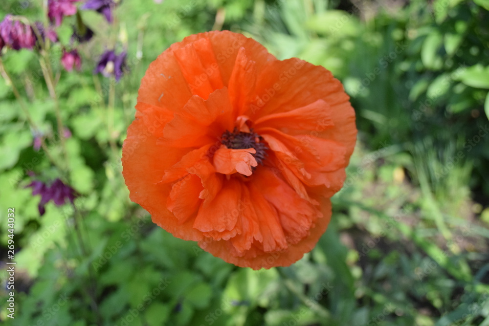 red poppy in field