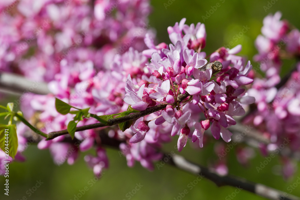 branch with pink flowers Cercis closeup. spring flowers of the Judas tree branch with pink flowers Cercis closeup. spring flowers of the Judas tree
