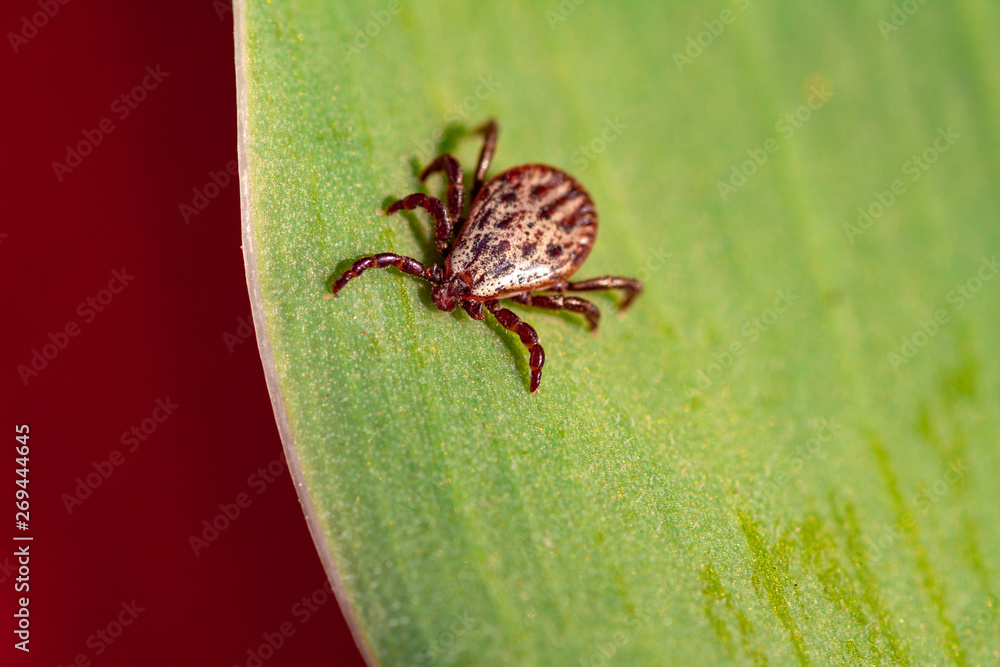 A dangerous parasite and infection carrier mite A dangerous parasite and infection carrier mite