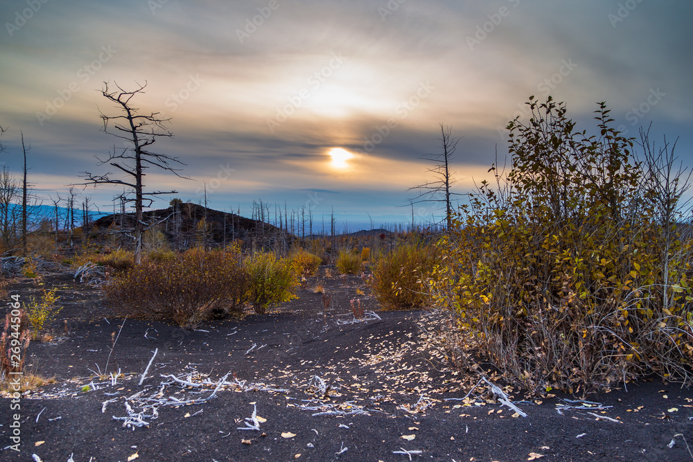 Sunset in the dead forest, Kamchatka, Russia. Sunset in the dead forest, Kamchatka, Russia.