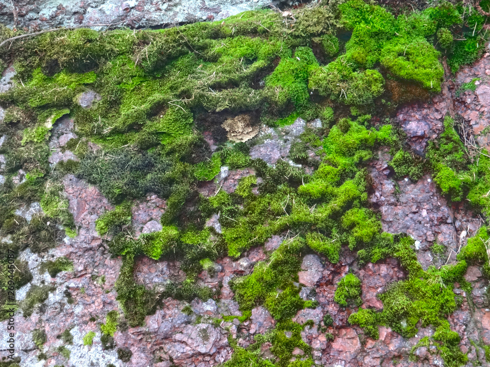 granite rocks covered with moss