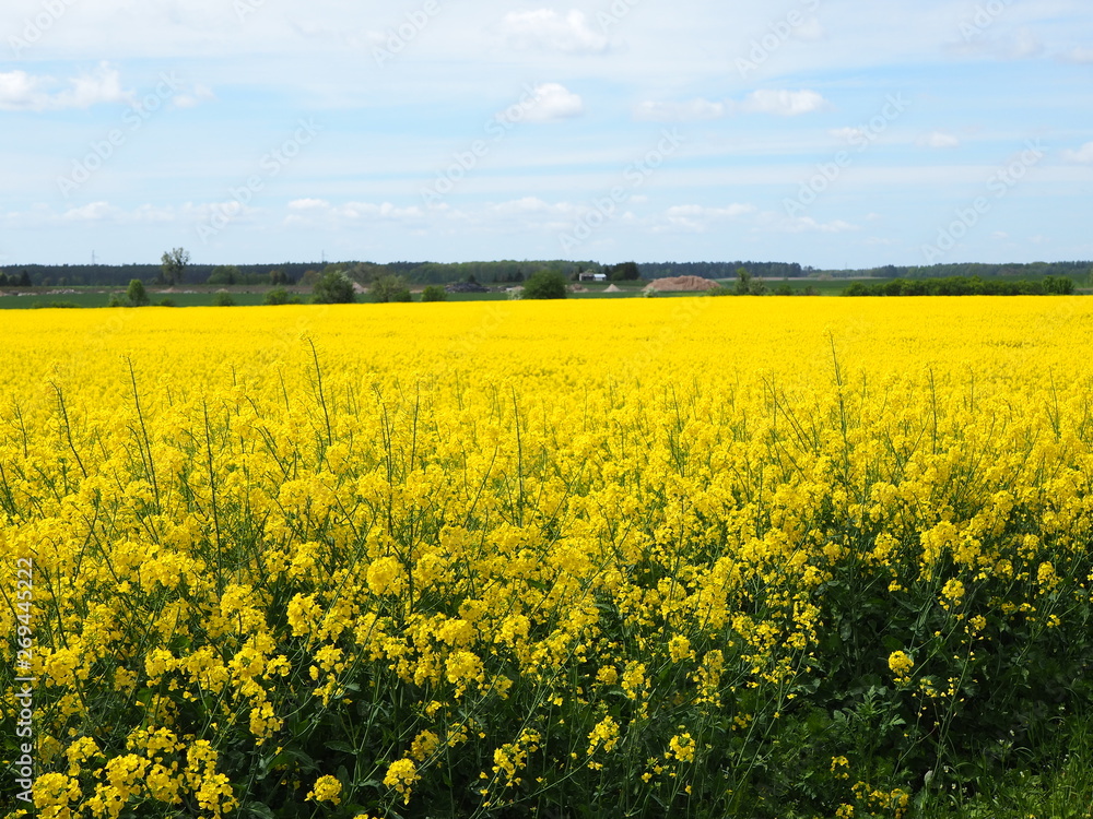 Yellow field of oilseed rape or Canola oil and blue sky Yellow field of oilseed rape or Canola oil and blue sky