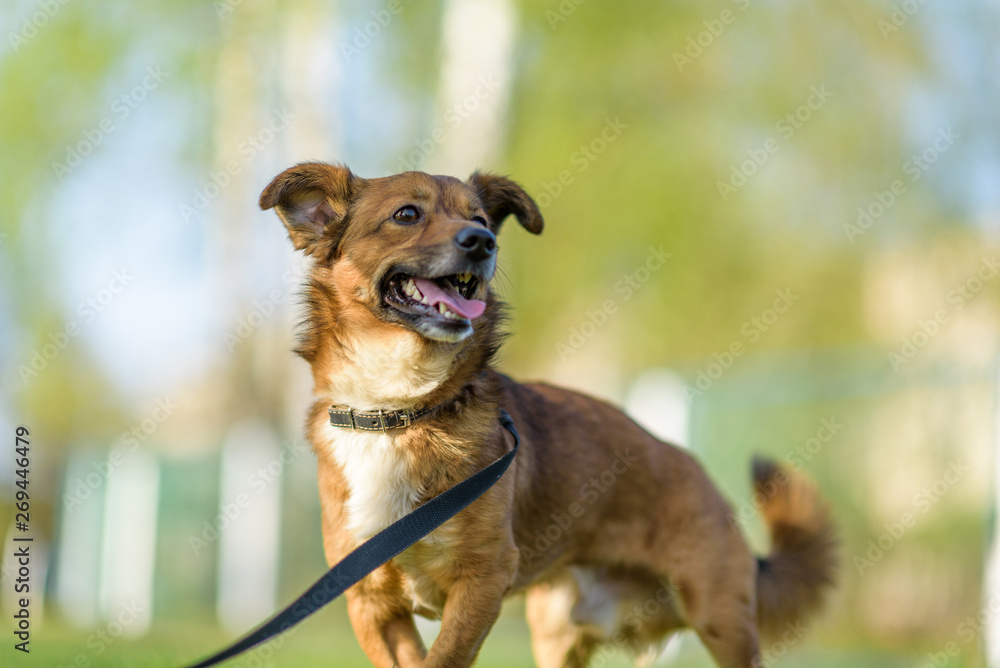 Portrait of a beautiful dog on a walk on a leash.