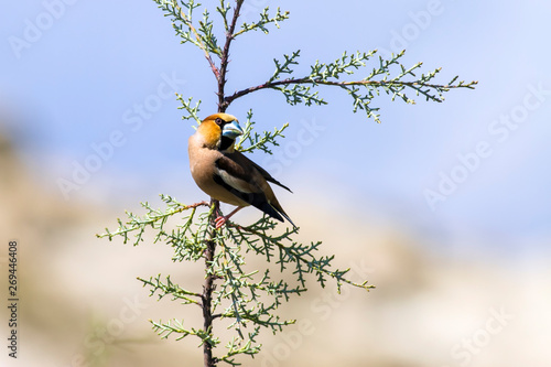 Fotografía Cute little bird