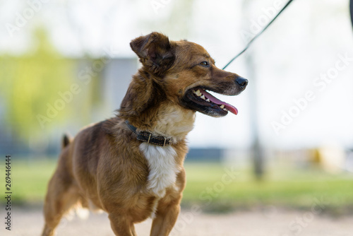 Portrait of a beautiful dog on a walk on a leash.