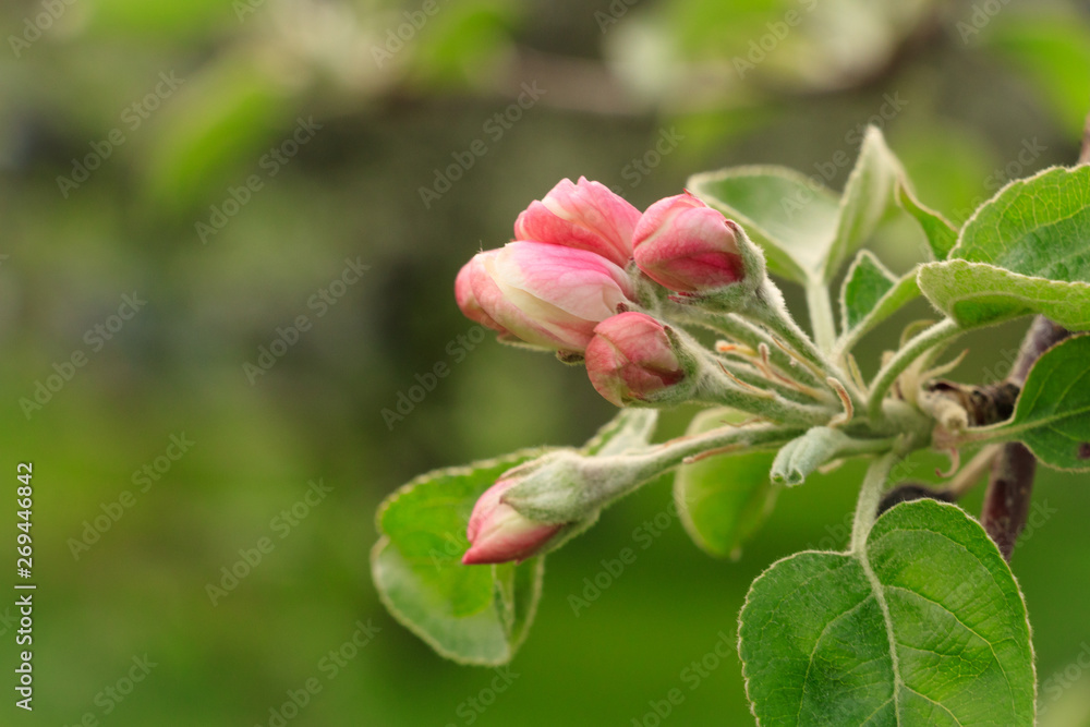 Apple Tree blossom. Branch with Pink buds and green leafs Apple Tree blossom. Branch with Pink buds and green leafs
