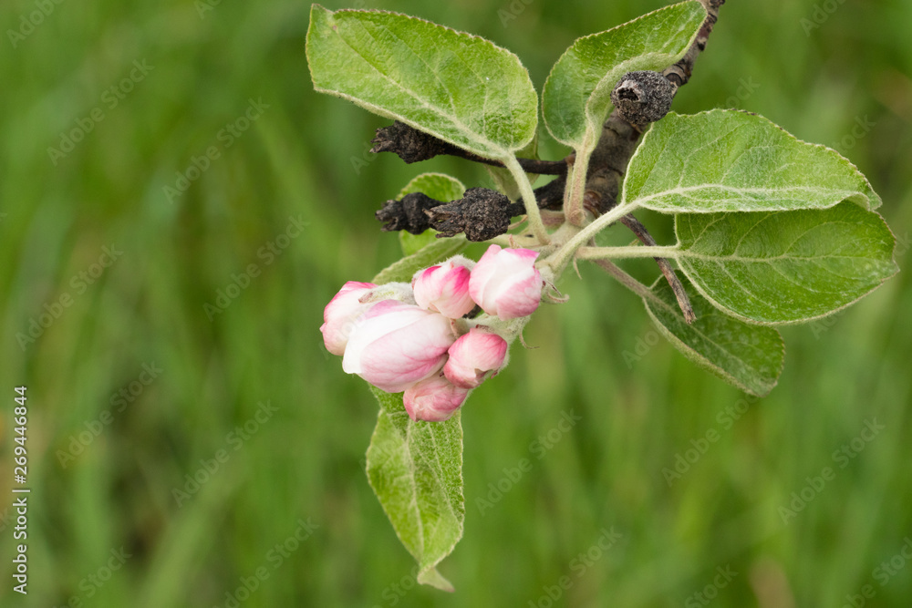 Apple Tree blossom. Branch with Pink buds and green leafs Apple Tree blossom. Branch with Pink buds and green leafs