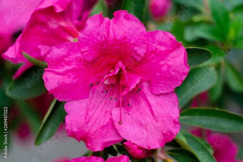 Macro Nahaufnahme einer wunderschönen pinkfarbigen Blüte einer Azalee mit Details der Blütenstengel und Pollen