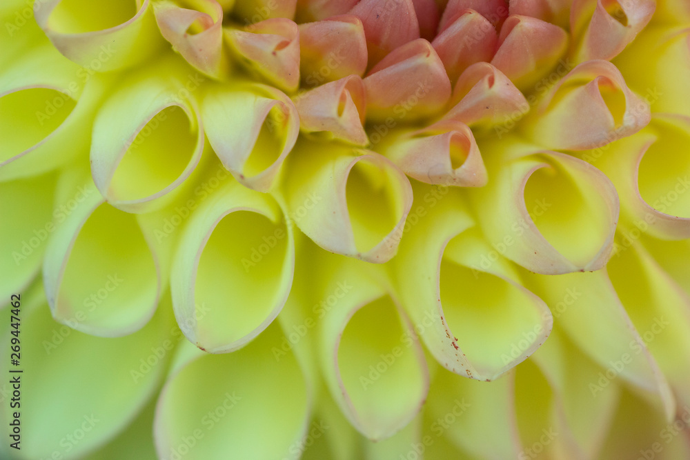 Fototapeta premium flower petals