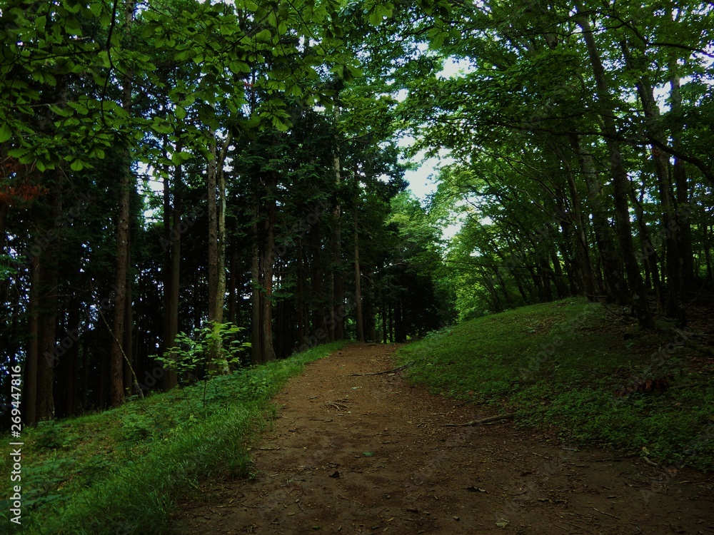 Fototapeta premium 川苔山の山道