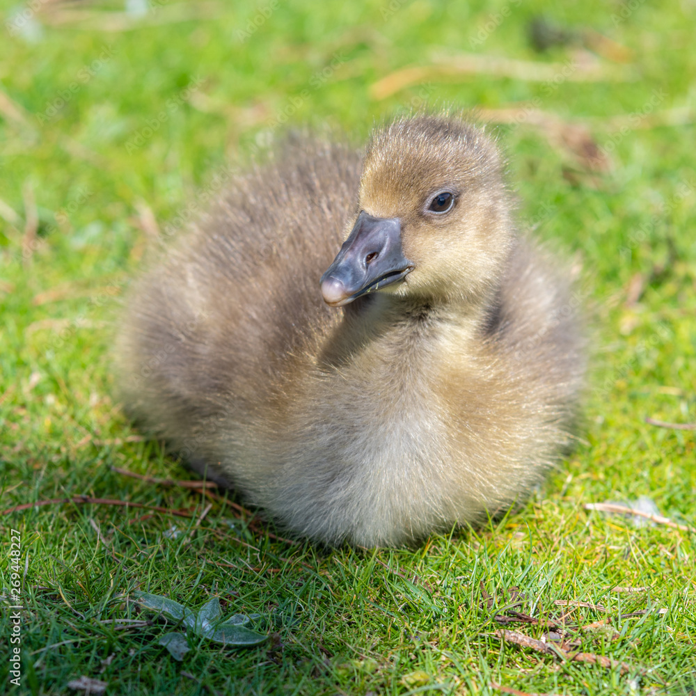Obraz premium Very Young Canada Gosling sitting on grass