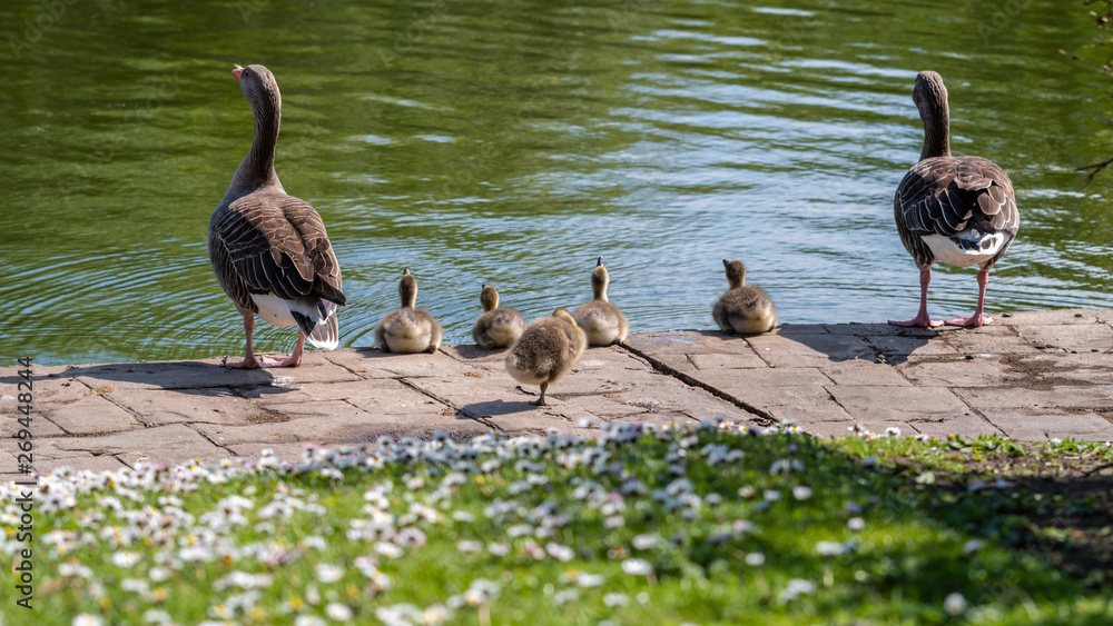 Fototapeta premium Young Canada Goslings sitting near waters edge protected by adults