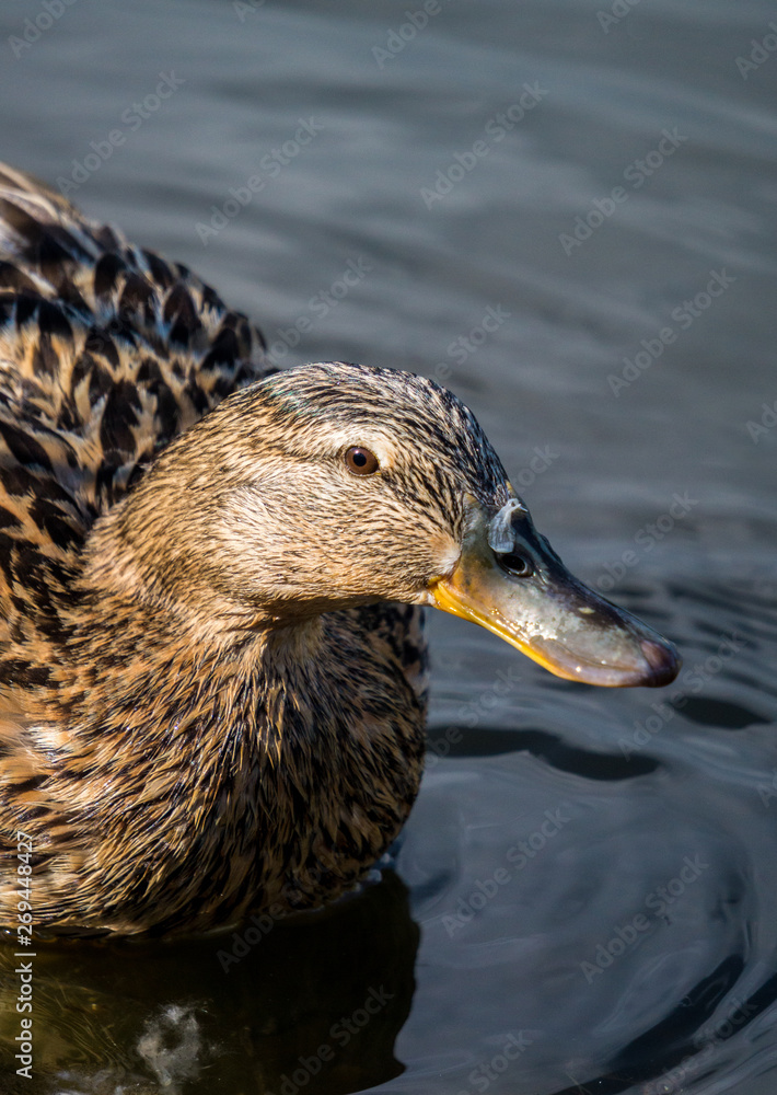 Wild duck floating on the water near the shore Wild duck floating on the water near the shore
