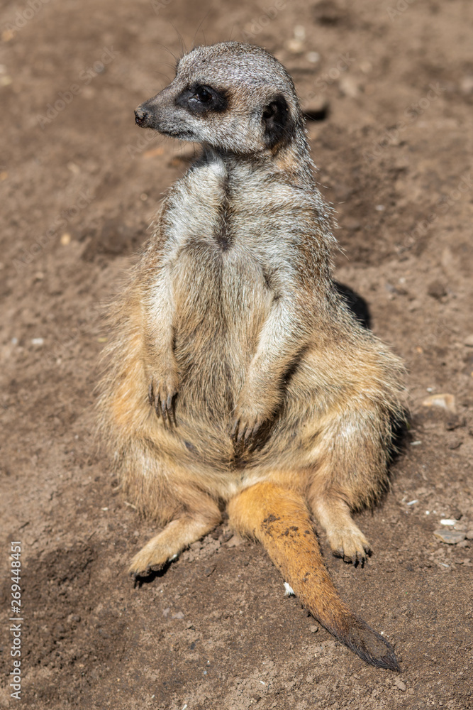 Meerkat Looking Out for Predators Meerkat Looking Out for Predators