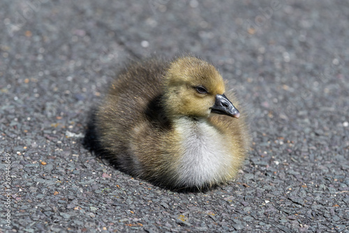Young Canada Gosling sitting on the ground