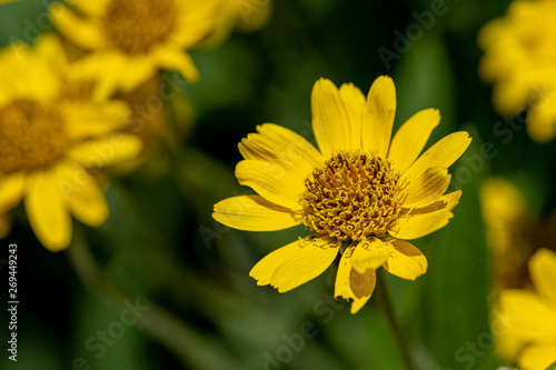 Close view of yellow Arnica(Arnica Montana) herb blossom.Note: Shallow depth of field