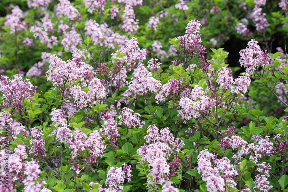 syringa josikaea, hungarian lilac selective focus syringa josikaea, hungarian lilac selective focus
