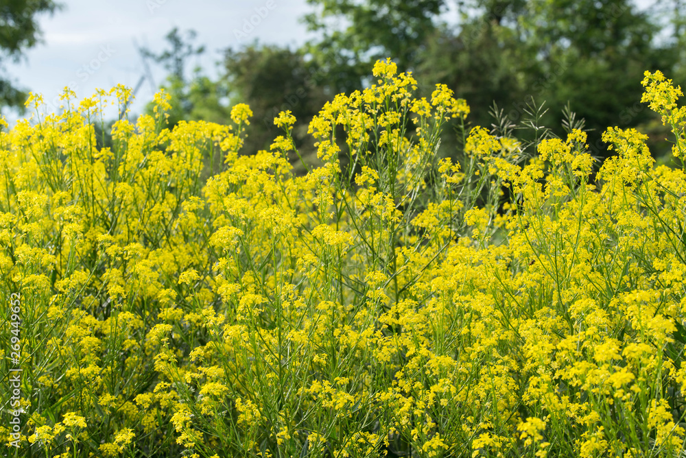 Bunias orientalis, Turkish wartycabbage,warty-cabbage,hill mustard